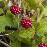 Framboisier arctique - Rubus arcticus - Plantes