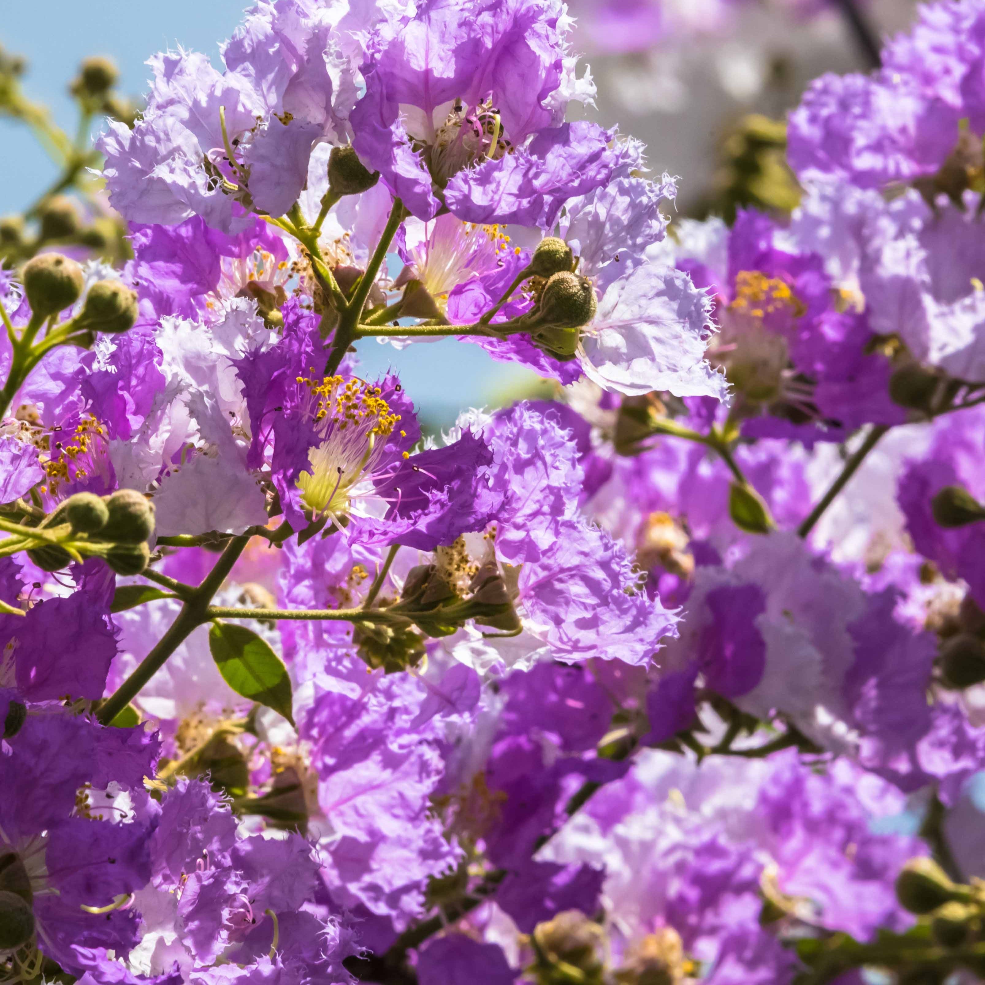 Lilas des Indes violet - Lagerstroemia indica Lafayette