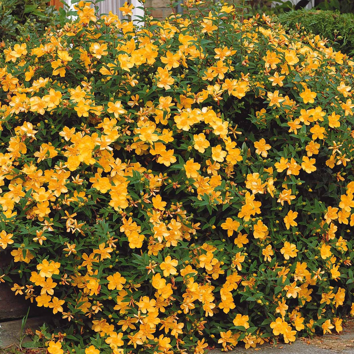 Millepertuis arbustif - Hypericum hidcote - Plantes