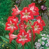 3 Amaryllis de jardin Sonatini Eye Catcher - Willemse