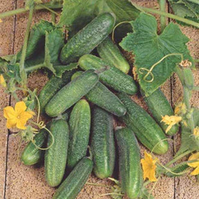 Cornichon Hokus - Cucumis sativus hokus - Potager