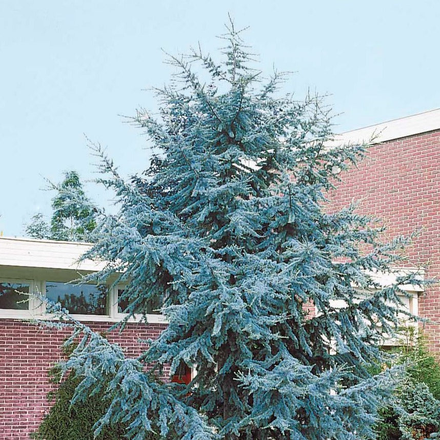 Cèdre bleu de l'Atlas - Cedrus atlantica glauca - Plantes