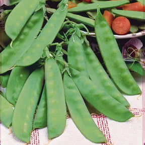 Pois mangetout Héraut - Pisum sativum héraut - Potager