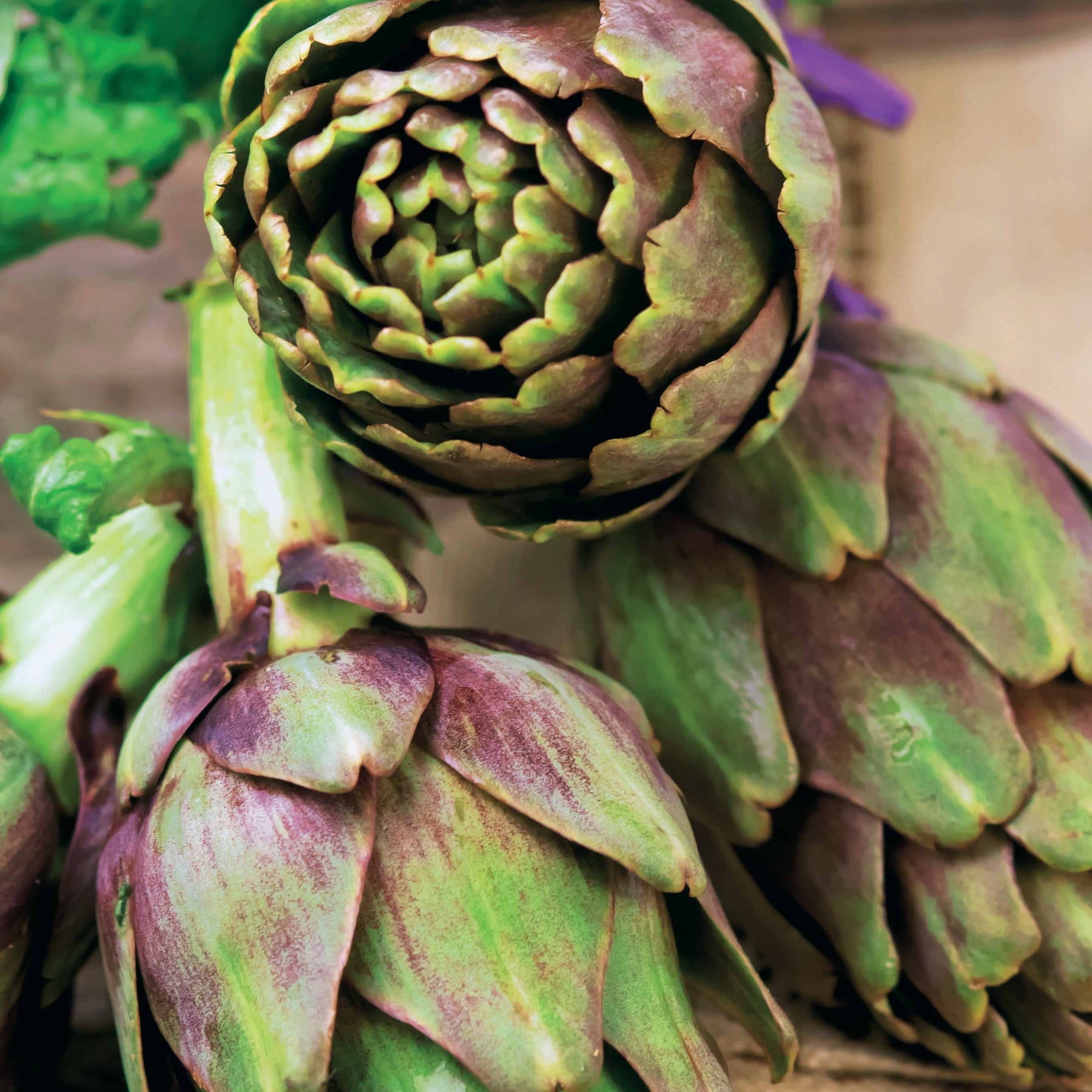 Artichaut Violet de Provence - Cynara cardunculus scolymus violet de provence - Graines de fruits et légumes