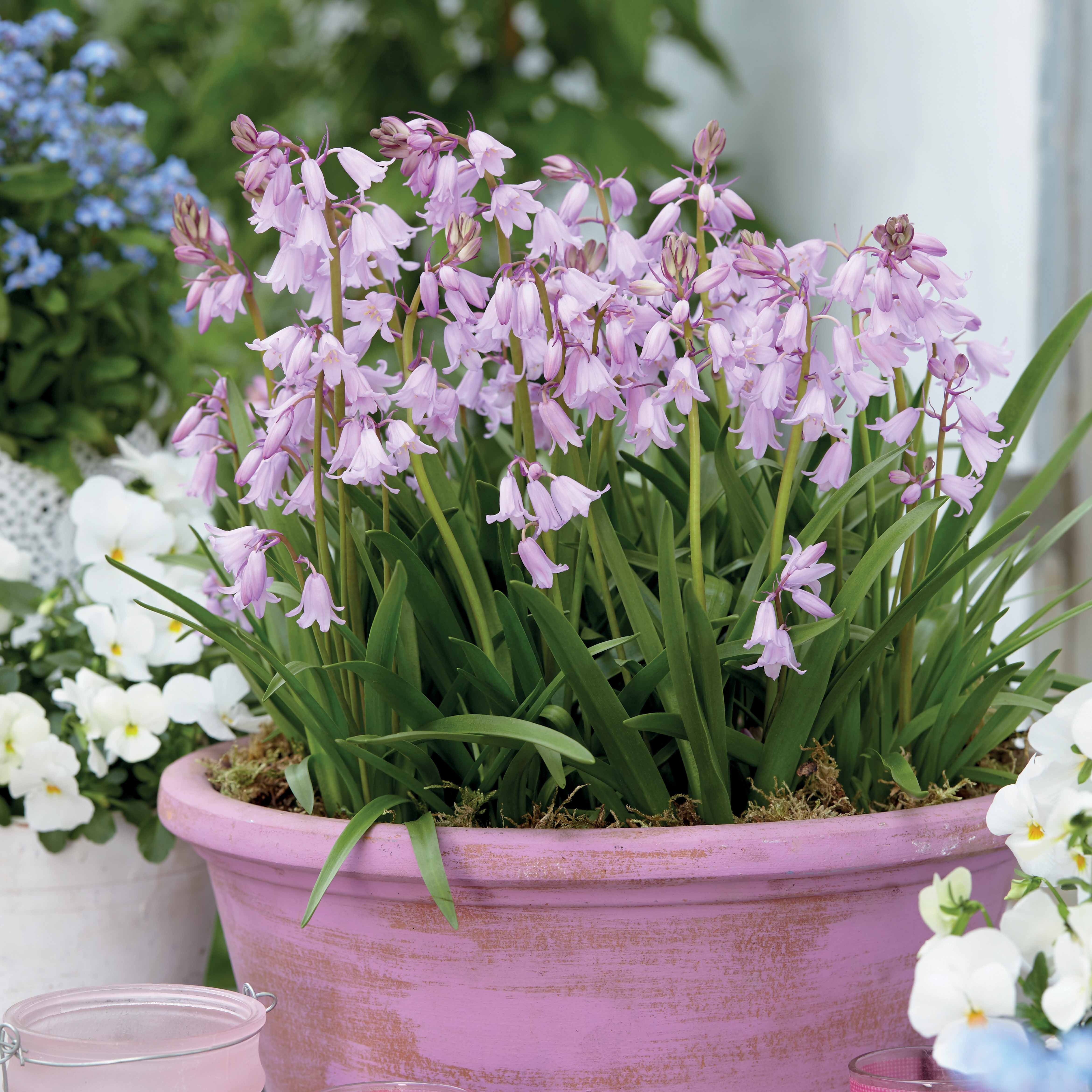 10 Jacinthes des bois - Scilla - Scilla campanulata - Plantes