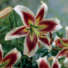 3 Lis Beverly Dreams - Lilium beverly dreams - Plantes