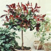 Photinia Red Robin sur tige - Photinia fraseri red robin - Plantes