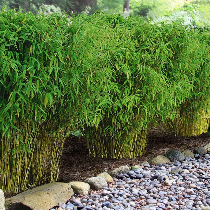 5 variétés de bambou non traçant à planter au jardin
