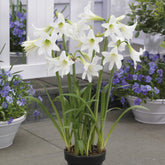 3 Amaryllis de jardin Sonatini blanc - Willemse