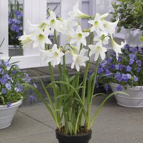 3 Amaryllis de jardin Sonatini blanc - Amaryllis sonatini white - Plantes