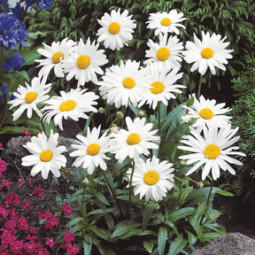 Marguerite d'été - Leucanthemum maximum - Plantes