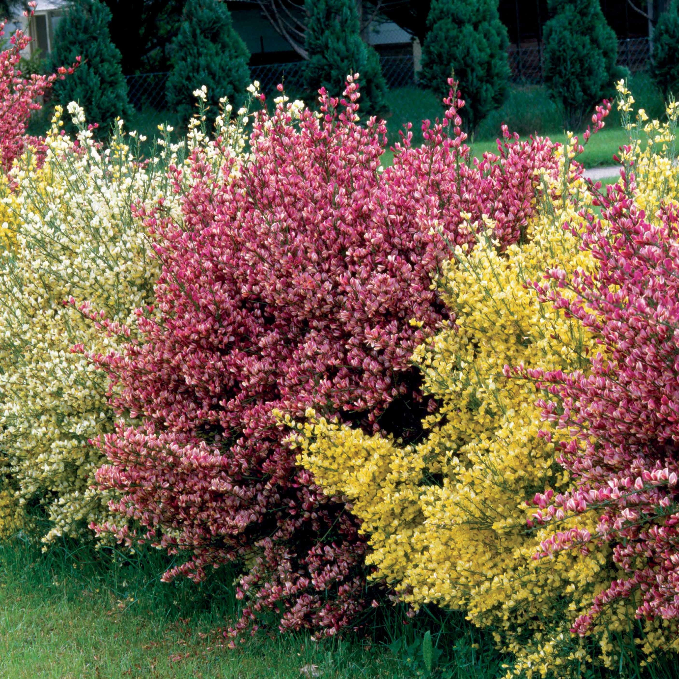 Haie de 3 Genêts : blanc, rouge, jaune - Cytisus praecox allgold, albus, boskoop ruby - Plantes