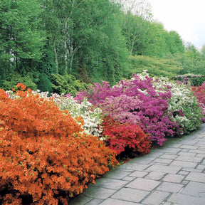 Azalée du Japon rouge - Azalea japonica red - Arbustes