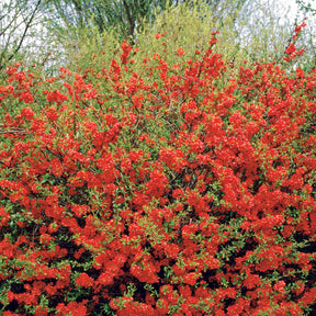 Collection Haie printanière - 4 arbustes - Photinia, Forsythia, Spireae Grefsheim , Chaneomeles - Arbustes