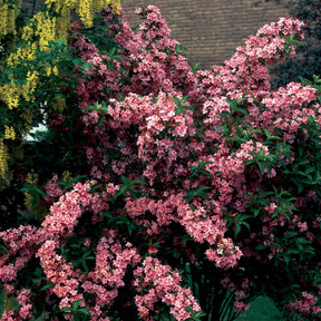 Weigelia Pink Princess - Weigela pink princess - Plantes