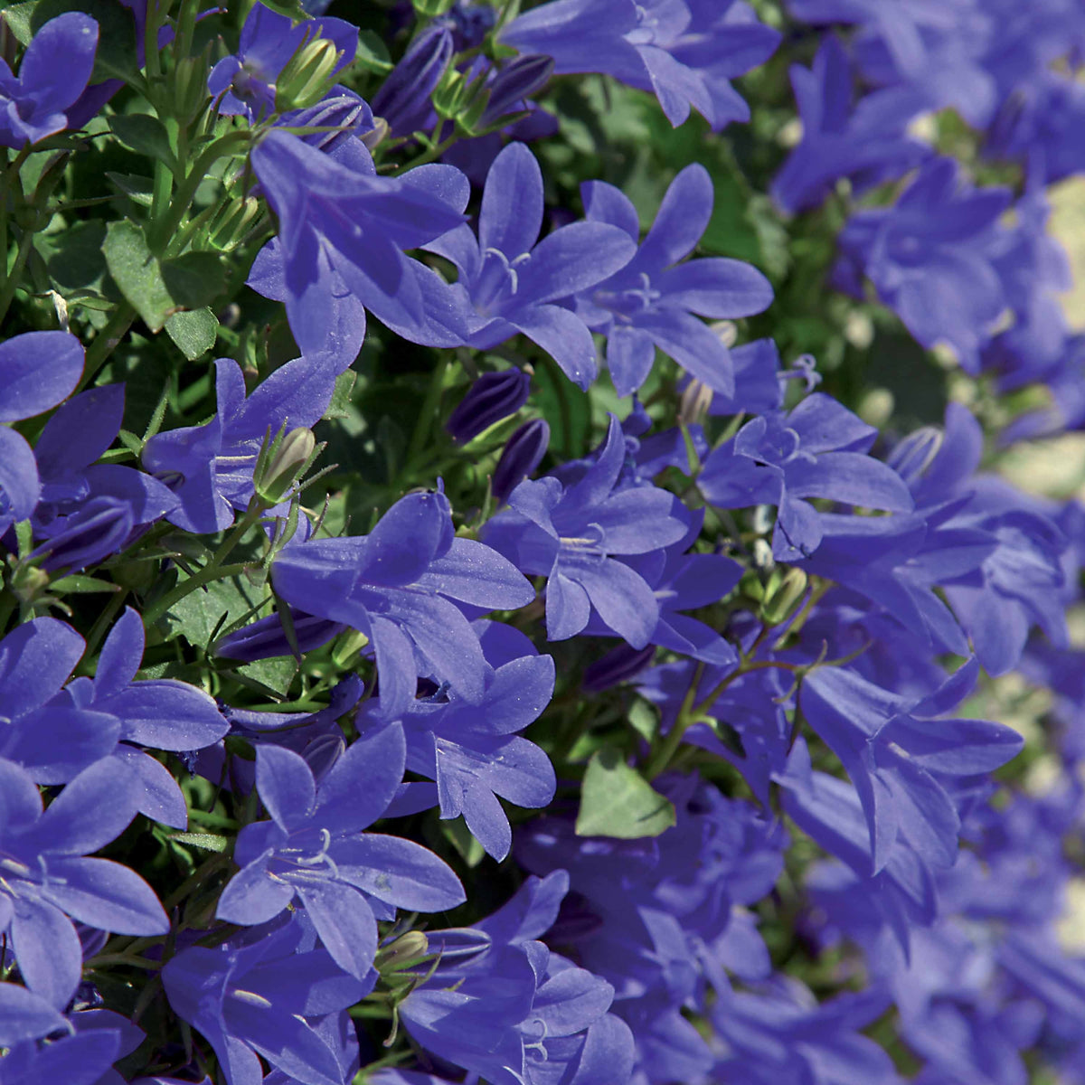 Campanule des murets - Campanula poscharskyana - Campanule