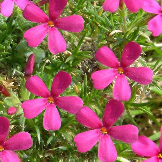 3 Phlox nain de Douglas Ochsenblut - Phlox douglasii ochsenblut - Plantes