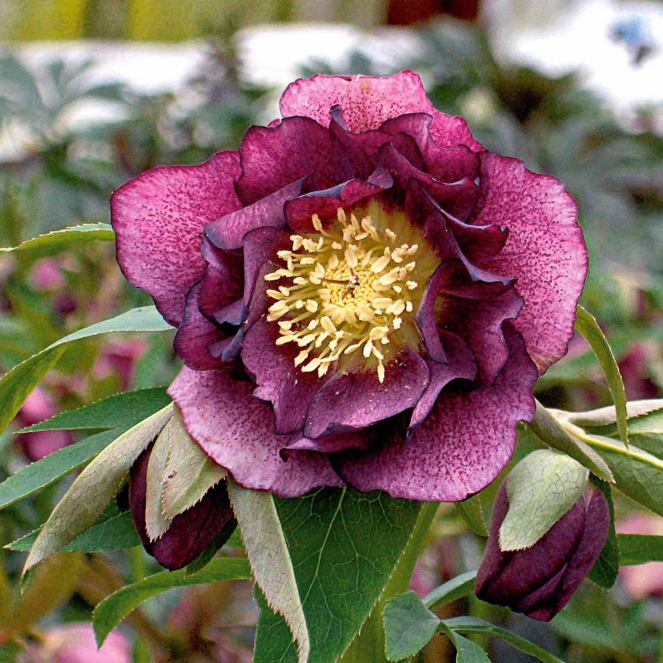 2 Hellébores doubles violettes Ellen - Helleborus double ellen purple - Plantes