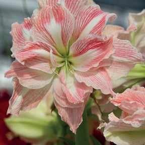 Amaryllis Happy Nymph - Amaryllis happy nymph - Plantes