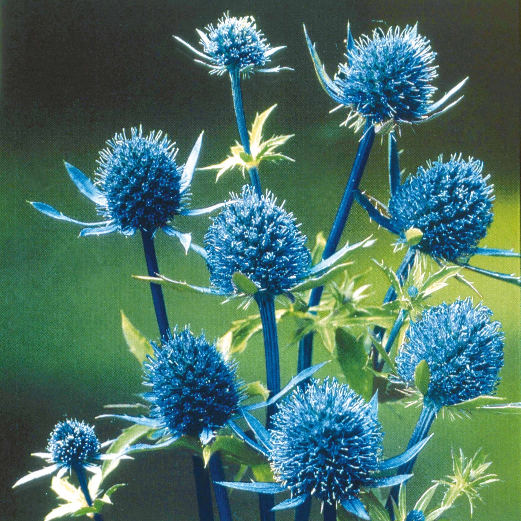 Panicaut à feuilles planes - Eryngium planum