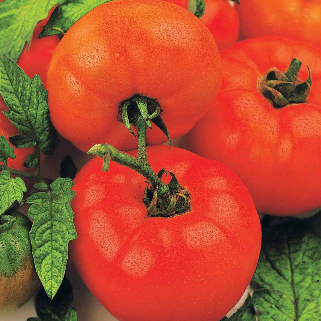 Semences bio de Tomate Japonaise basse