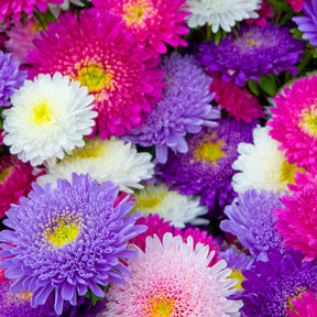 Reine-marguerite Super Princesse en mélange - Callistephus chinensis - Potager