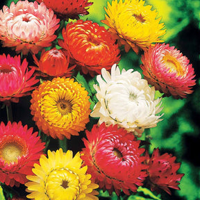 Immortelle à grosses fleurs en mélange - Xerochrysum bracteatum - Potager