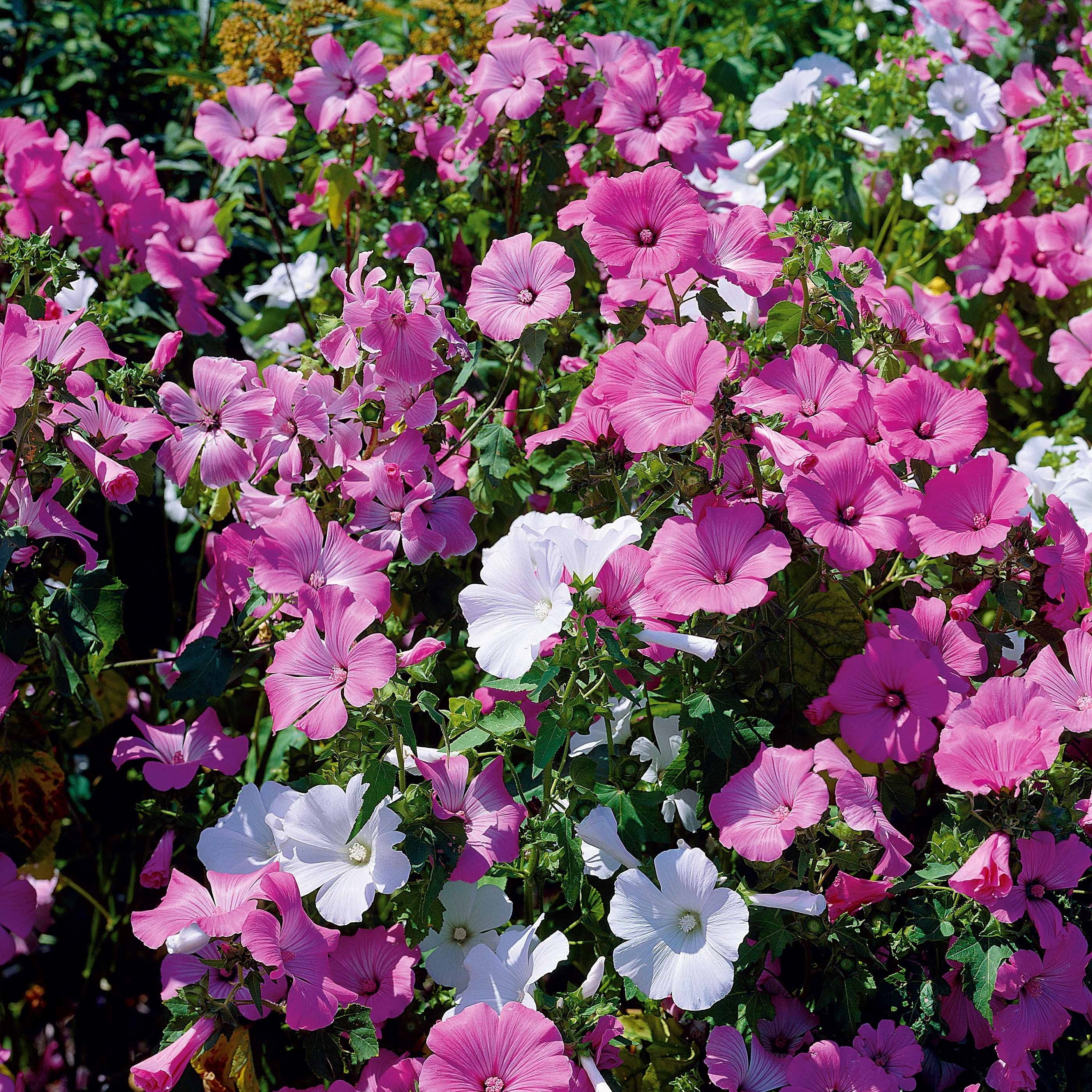 Lavatères à grandes fleurs en mélange - Lavatera trimestris - Potager