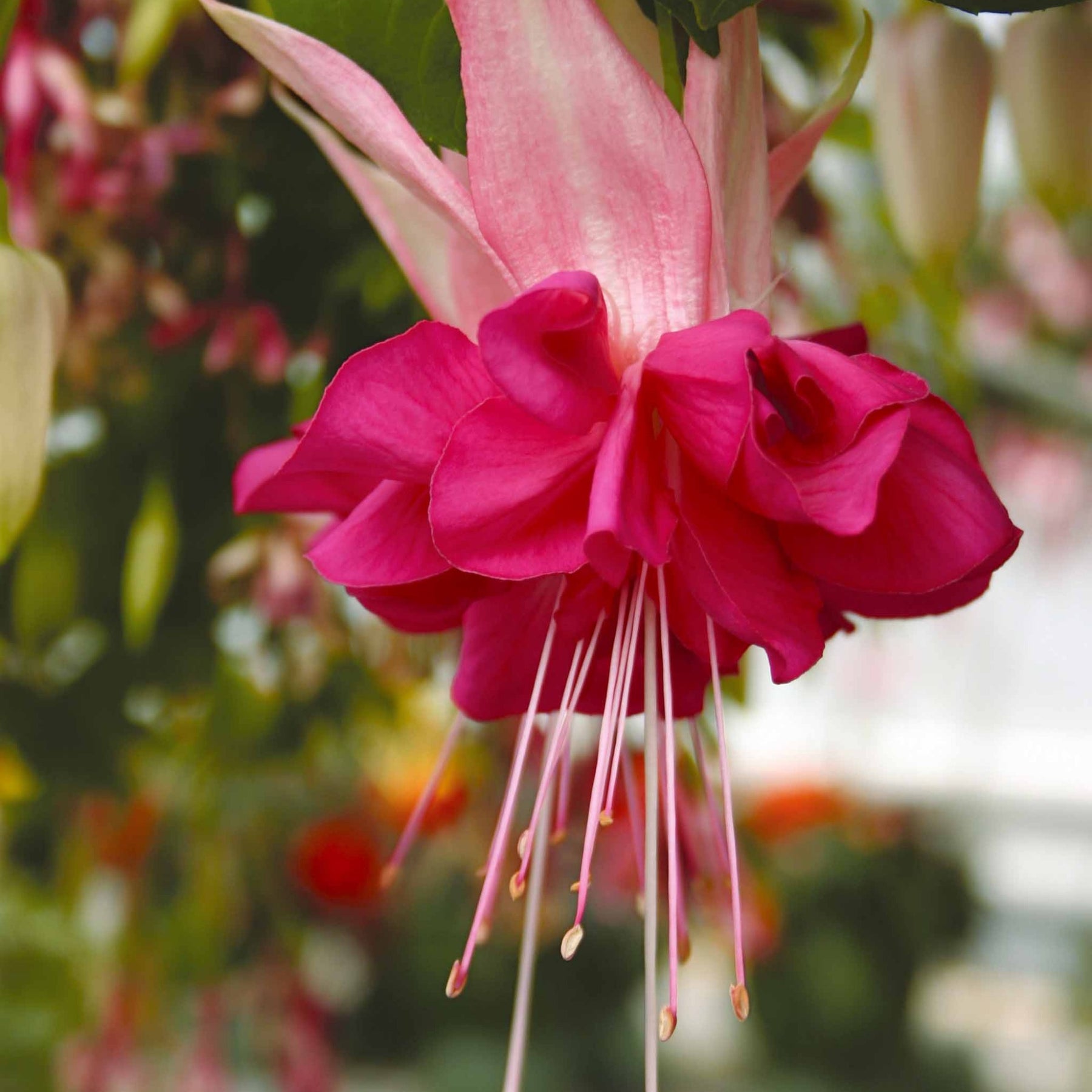 6 Fuchsias en mélange - Fuchsia Bicentennial, Dark Eyes, Bella Rosella - Fuchsia