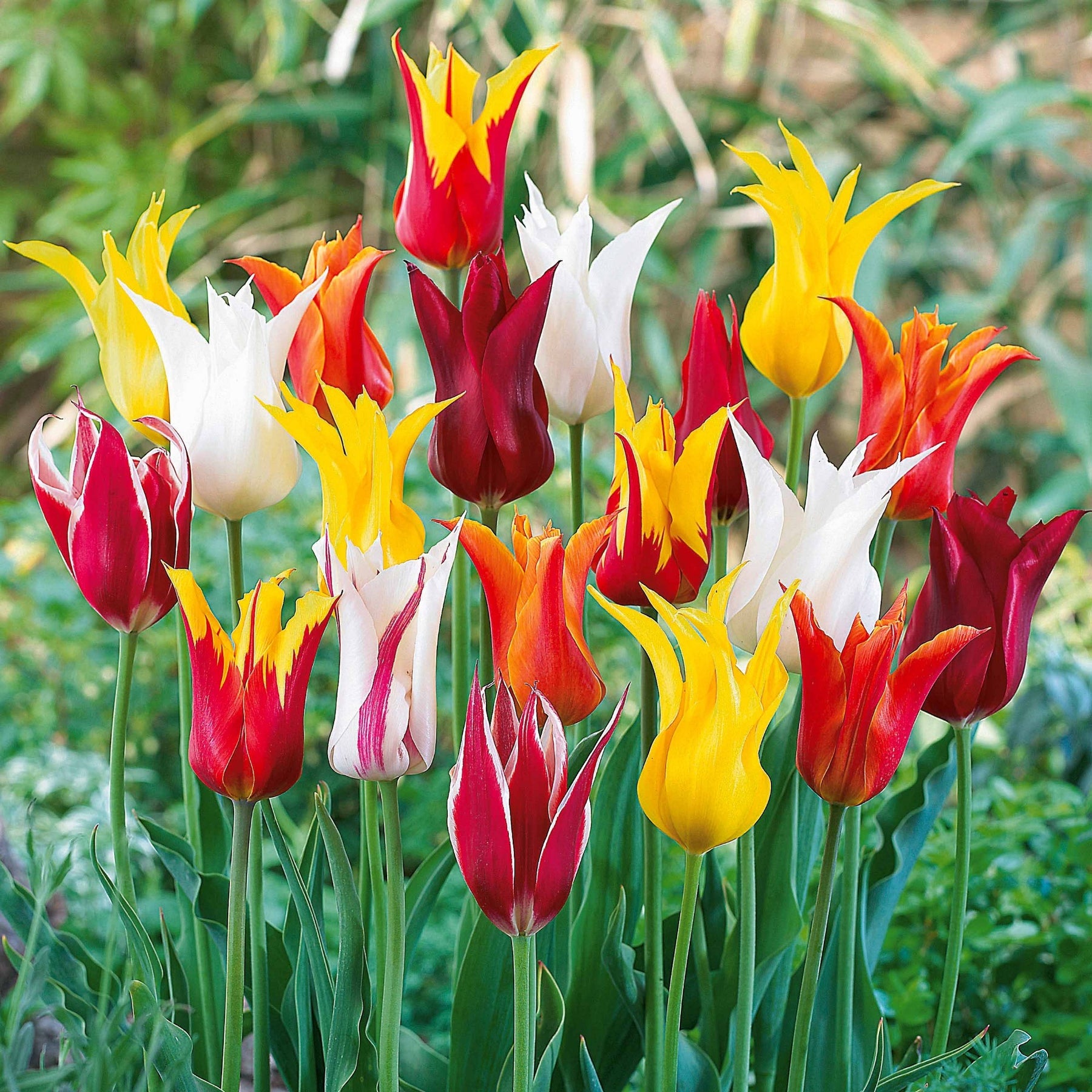 25 Tulipes à fleurs de lis en mélange - Tulipa - Plantes