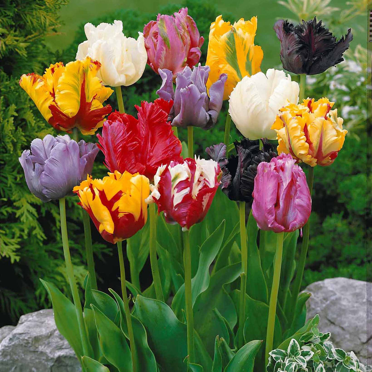 Tulipa Flair - Bulbes de tulipes x40 - Bulbes de fleurs - FloraStore