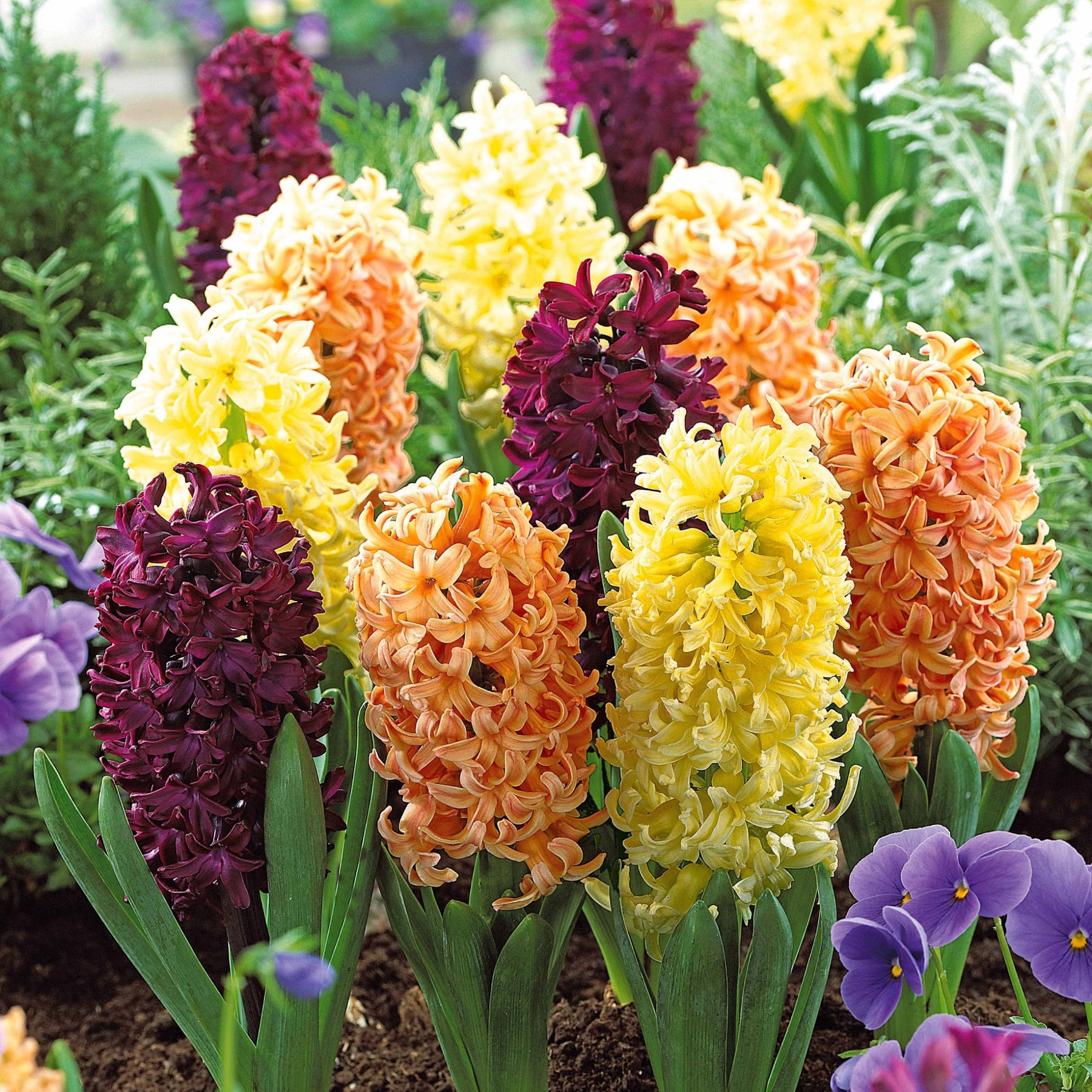 Collection de 9 Jacinthes : Gipsy Queen, Woodstock, City of Haarlem - Hyacinthus orientalis 'gipsy queen', 'woodstock', - Plantes