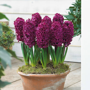 Collection de 9 Jacinthes : Gipsy Queen, Woodstock, City of Haarlem - Hyacinthus orientalis 'gipsy queen', 'woodstock', - Jacinthe