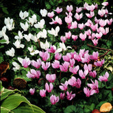 5 Cyclamens de Naples en mélange - Cyclamen neapolitanum et neapolitanum albiflorum - Plantes