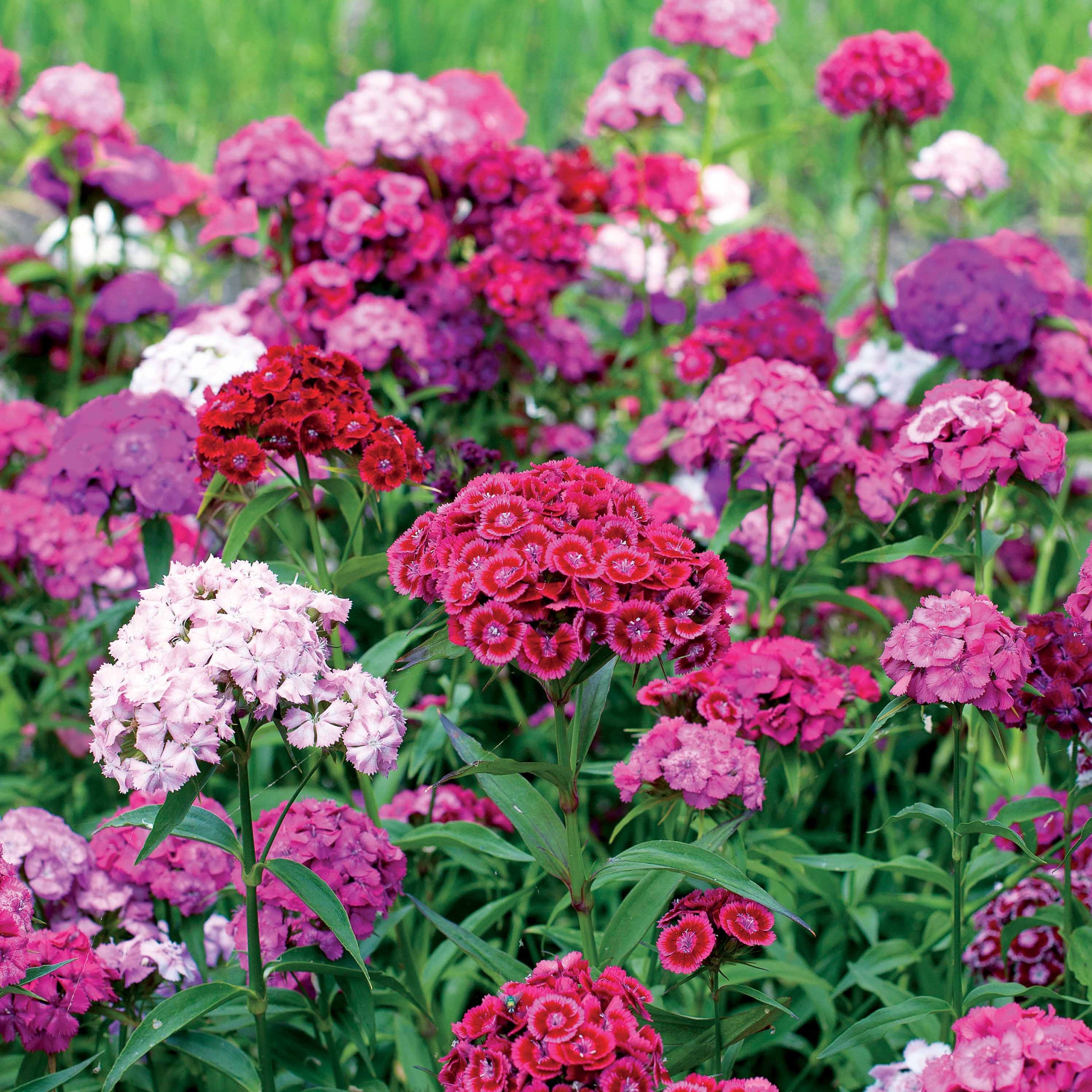 3 Oeillets de poète en mélange - Dianthus barbatus - Œillets