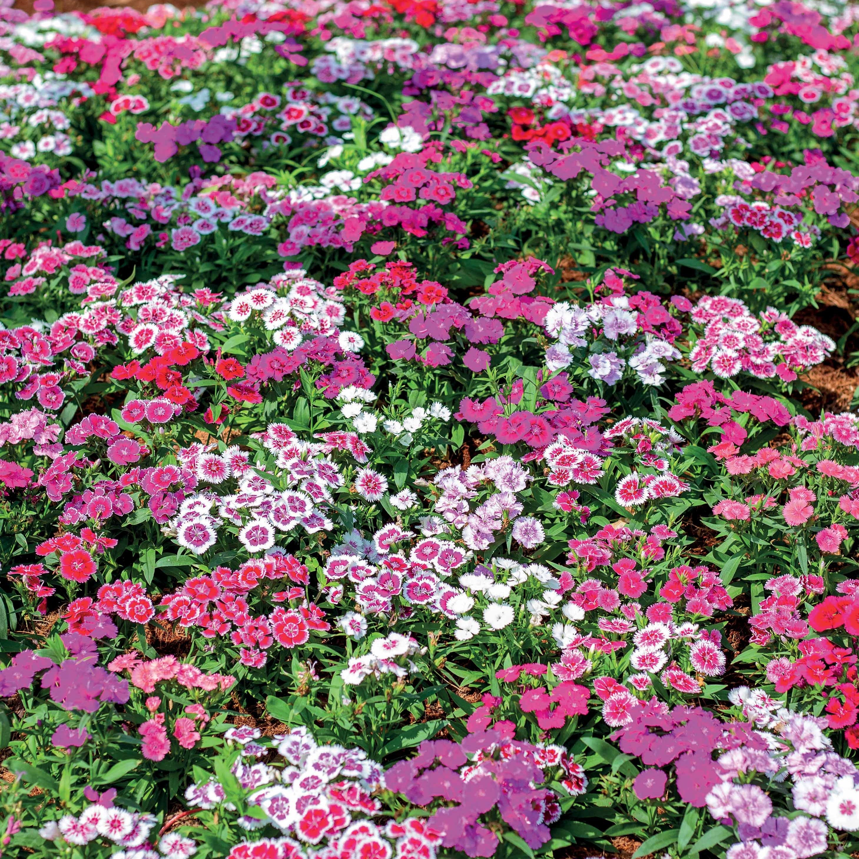 3 Oeillets de poète en mélange - Dianthus barbatus