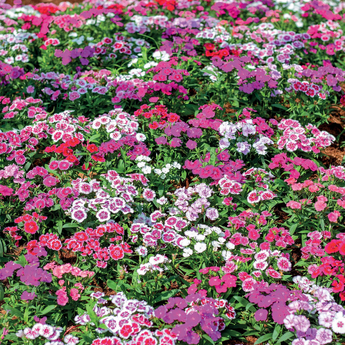 3 Oeillets de poète en mélange - Dianthus barbatus - Willemse