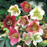 3 Hellébores d'Orient en mélange - Helleborus orientalis - Plantes