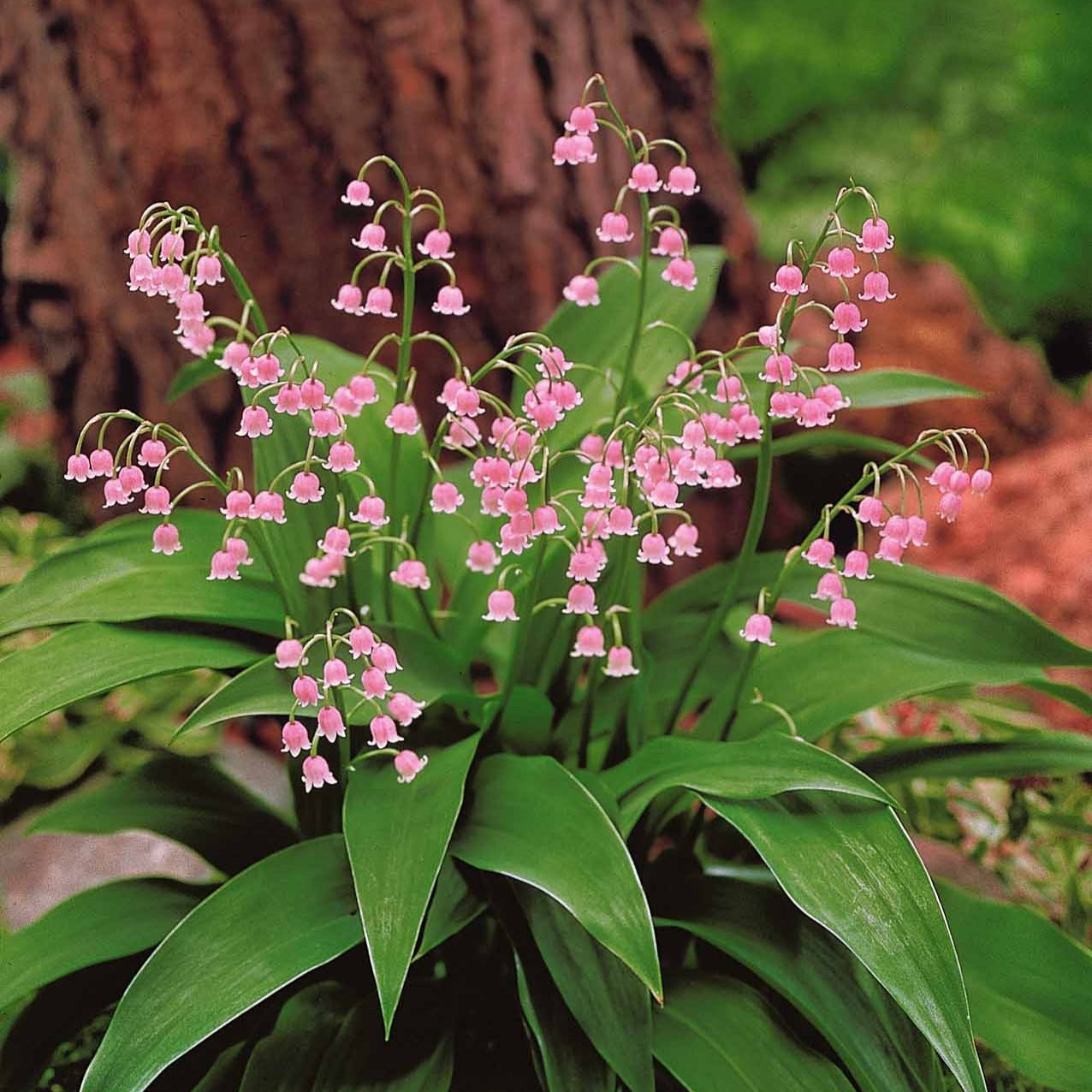 Collection de 9 Muguets : blanc, rose, géant de Bordeaux - Convallaria majalis