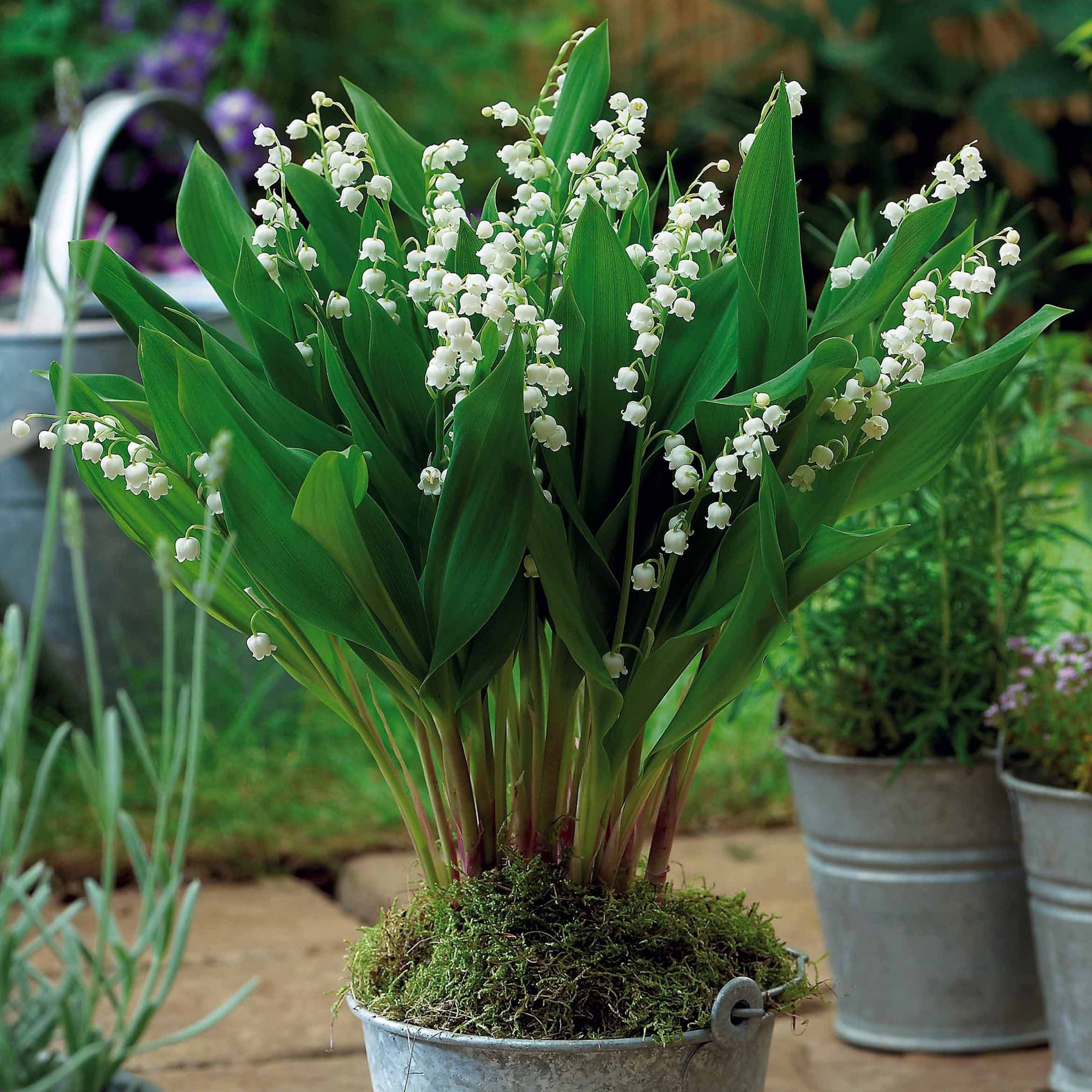 Tout savoir sur la plante muguet