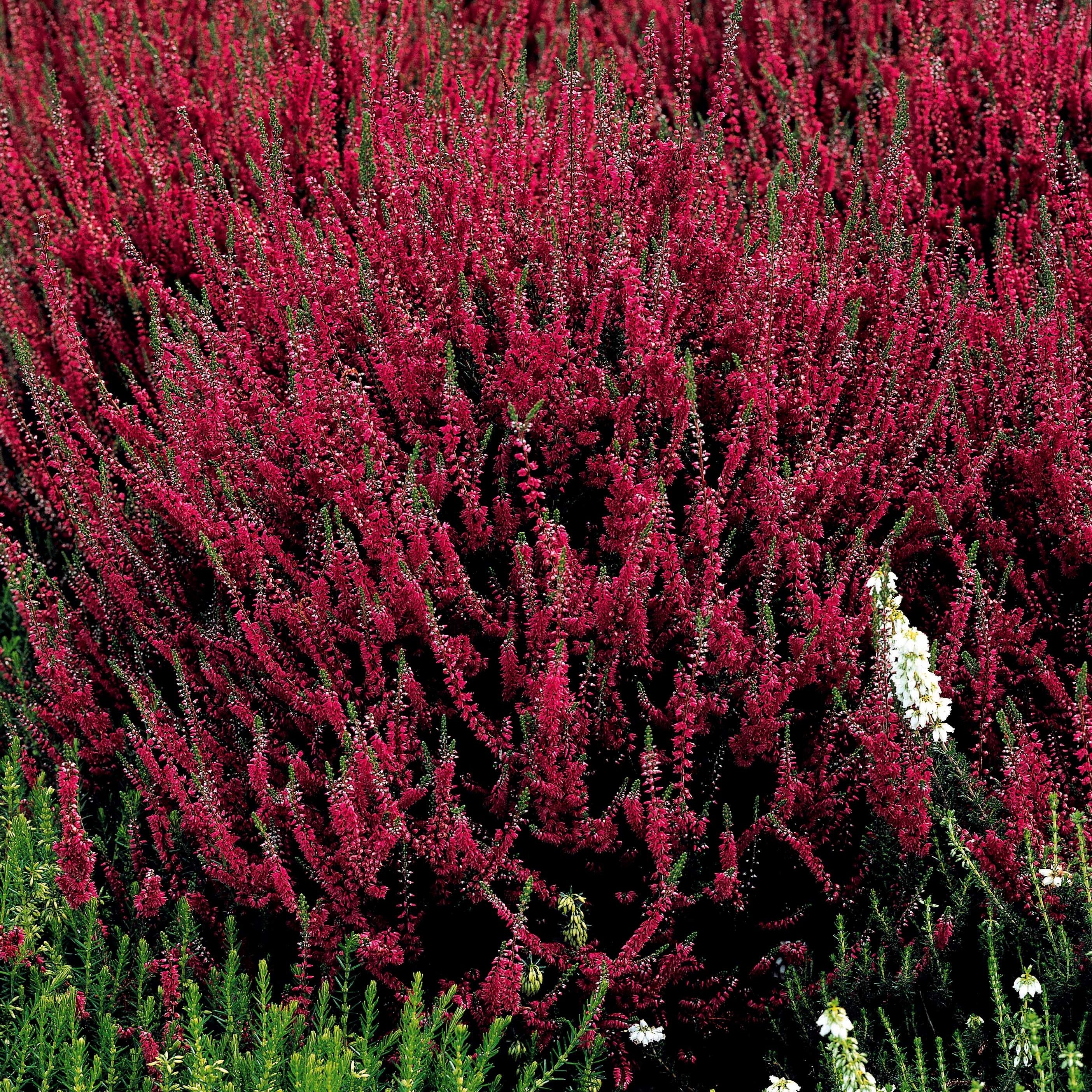 6 Bruyères d'été en mélange - Calluna vulgaris - Bruyères