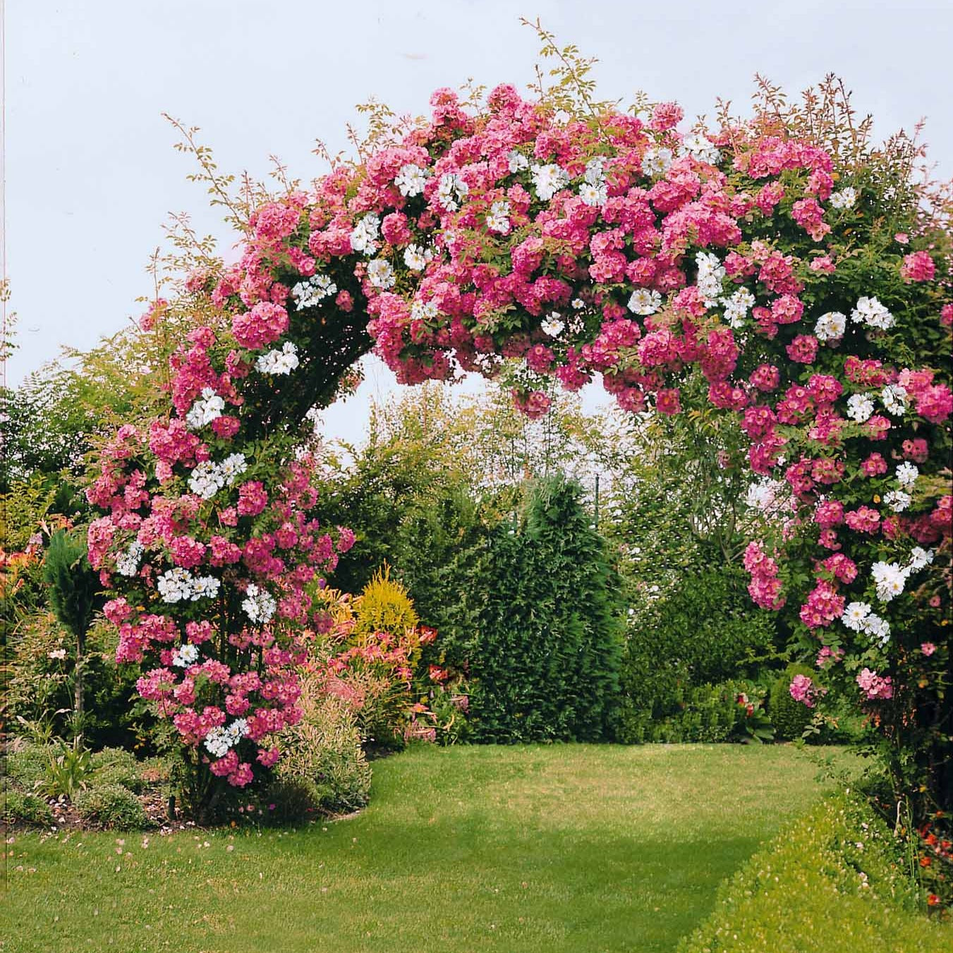 Collection de 2 Rosiers lianes Immensee blanc et Petite duchesse - Rosa x wichuraiana Petite Duchesse , Immensee