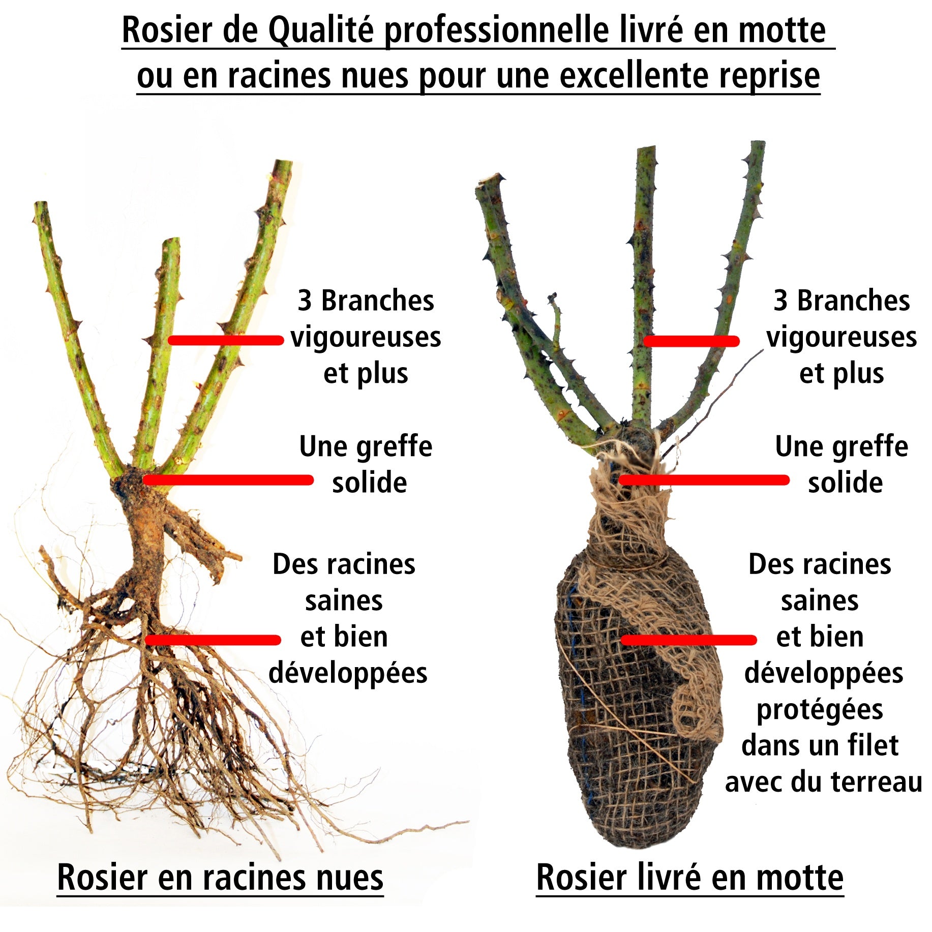 Collection de 3 Rosiers buissons : Osiria, Famosa, Double Delight - Rosa 'osiria', 'famosa','double delight'