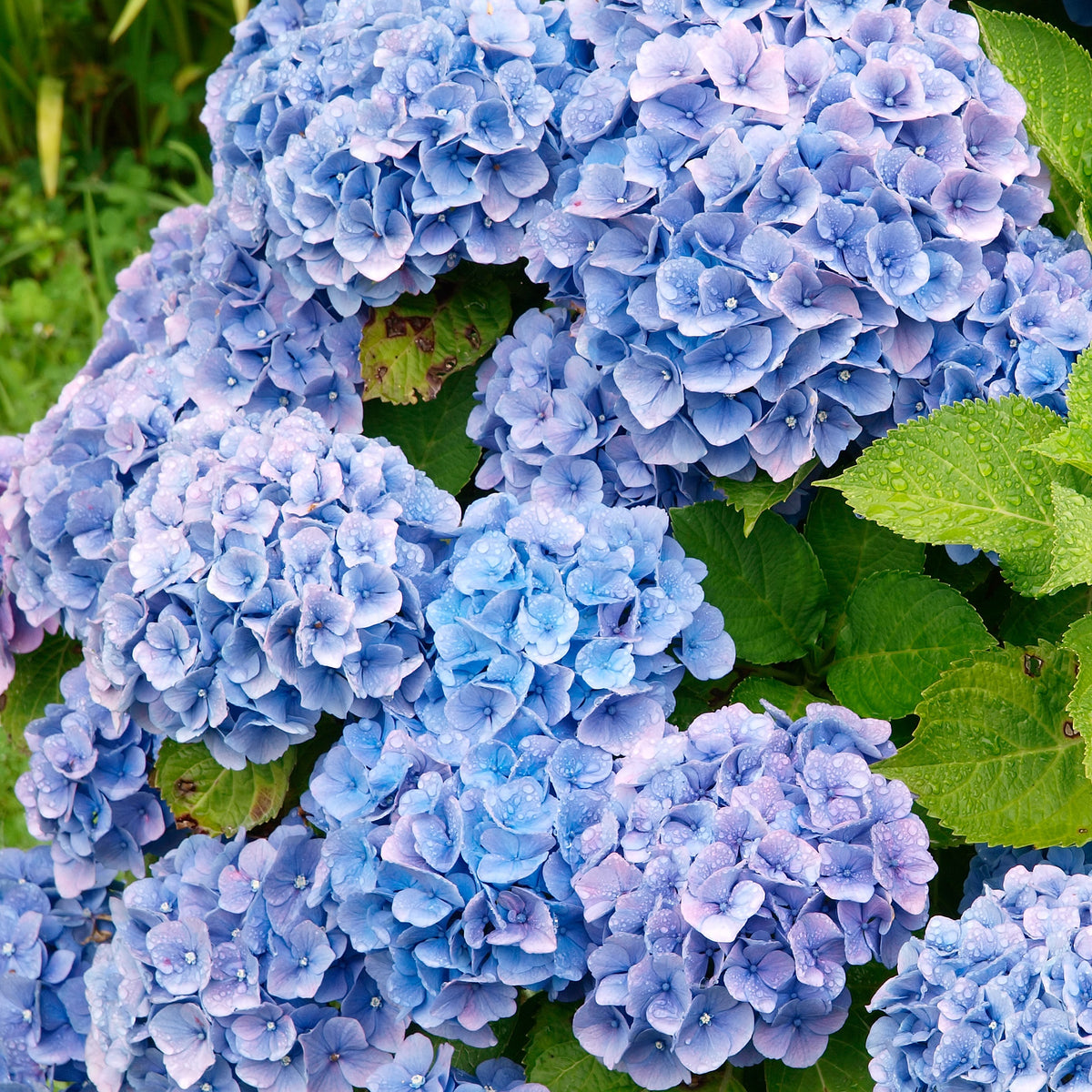 Collection de 3 Hortensias : rouge, bleu, rose - Hydrangea macrophylla