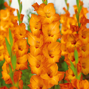 50 Glaïeuls pour un jardin multicolore en mélange - Gladiolus 'nori', 'green star', 'manteca', after s - Glaïeul