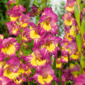 50 Glaïeuls pour un jardin multicolore en mélange - Gladiolus 'nori', 'green star', 'manteca', after s