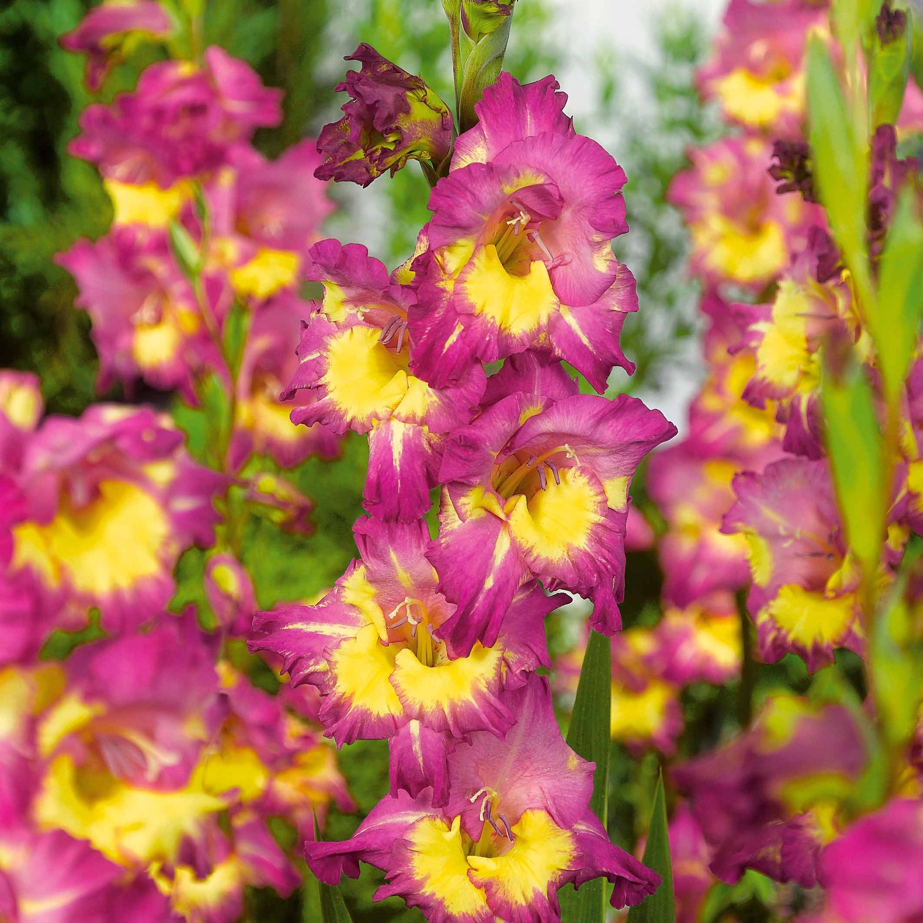 50 Glaïeuls pour un jardin multicolore en mélange - Gladiolus 'nori', 'green star', 'manteca', after s