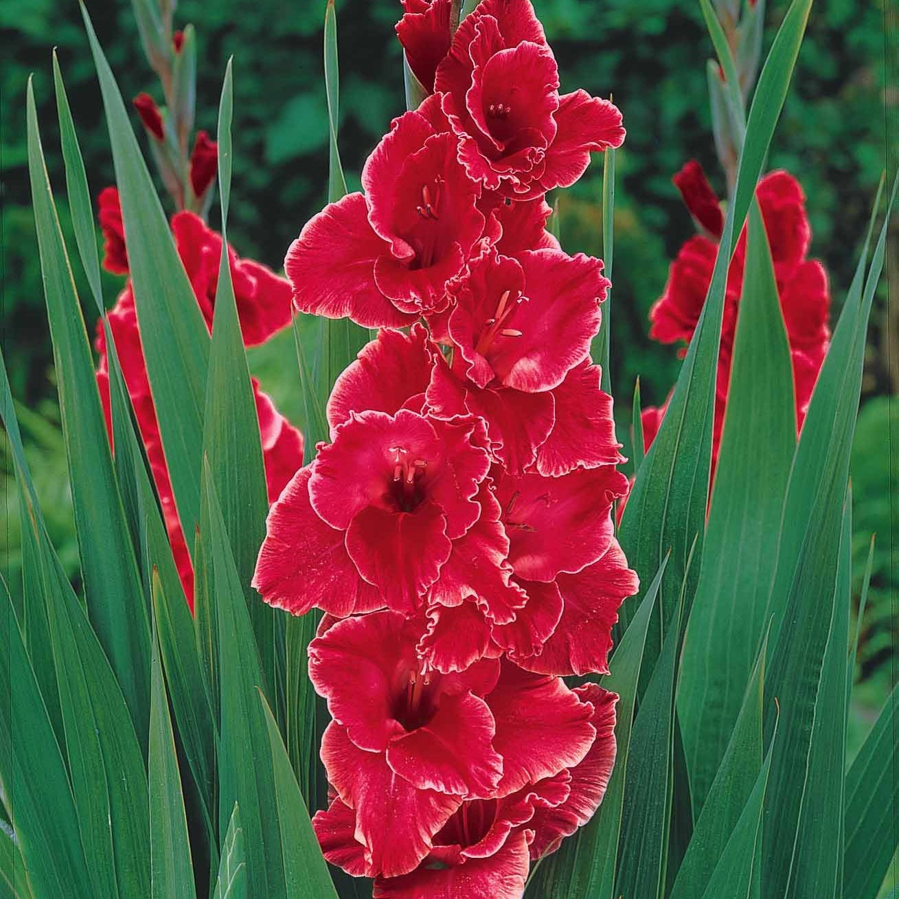 50 Glaïeuls pour un jardin multicolore en mélange - Gladiolus 'nori', 'green star', 'manteca', after s