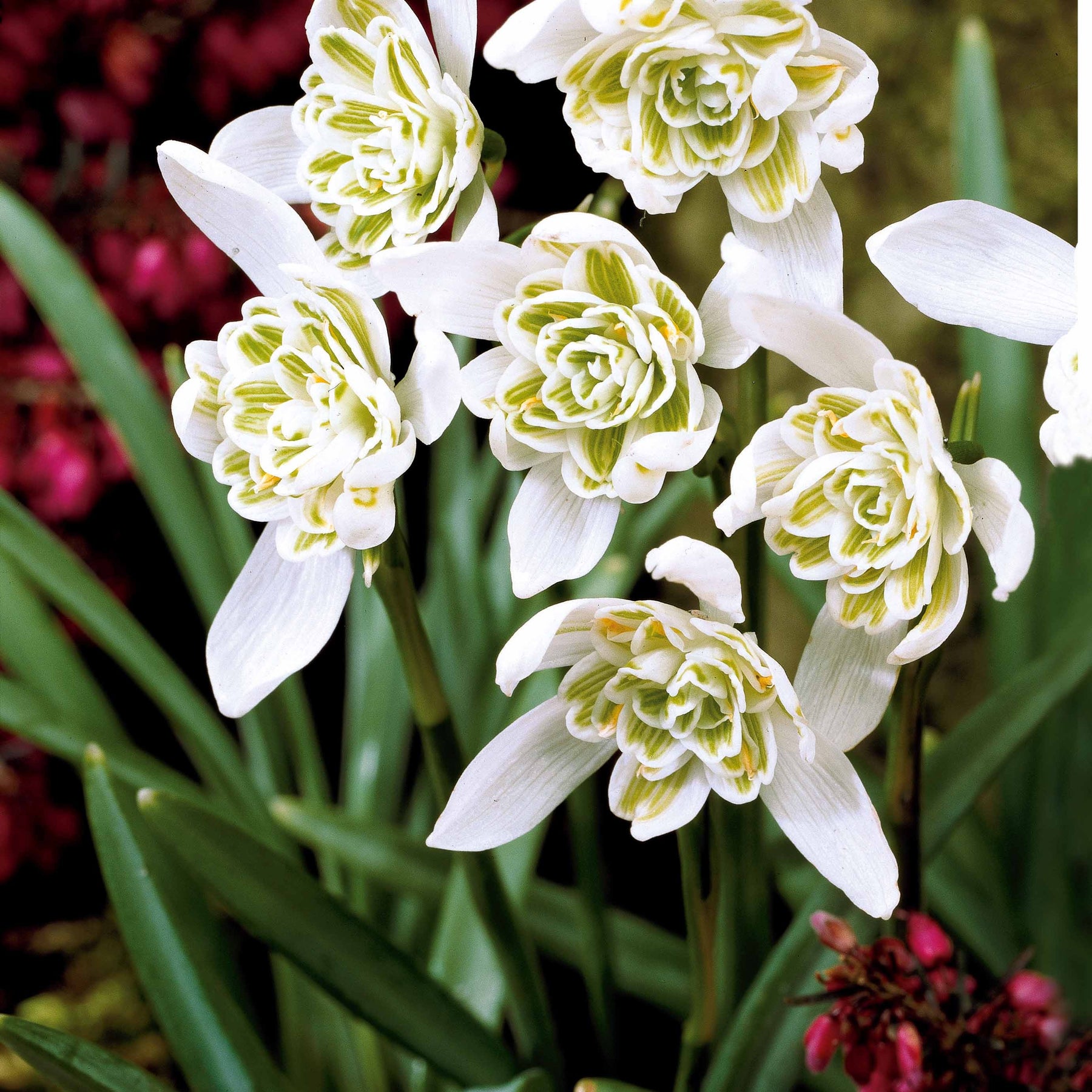 Collection de 35 Perce-neige doubles et simples - Galanthus nivalis - Bulbes à fleurs