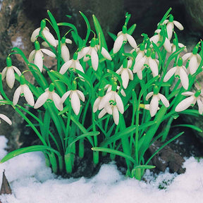 Collection de 35 Perce-neige doubles et simples - Galanthus nivalis - Collections de bulbes